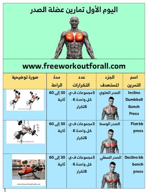 جدول تمارين كمال اجسام للمبتدئين 5 أيام Best Workout For Beginners