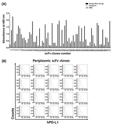 Viruses Free Full Text Bli Based Functional Assay In Phage Display Benefits The Development