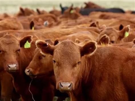 Significant Weather Changes To Blame For Cattle Loss Livestock