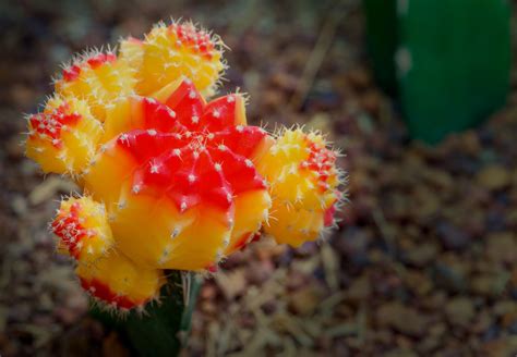 Gymnocalycium Mihanovichii Grow And Care Guide