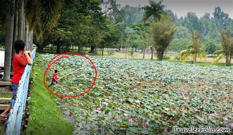 Taiping Lake Gardens | Panoramic photos | Perak Malaysia Attractions ...