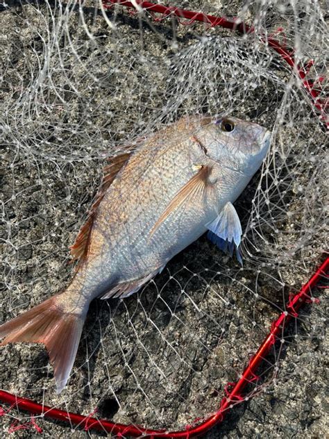 やっと目標のサイズ 和歌山県 加太漁港 カゴ釣り マダイ 陸っぱり 釣り・魚釣り 釣果情報サイト カンパリ