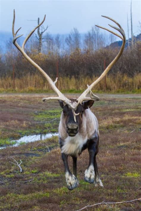 Reindeer - Alaska Wildlife Conservation Center