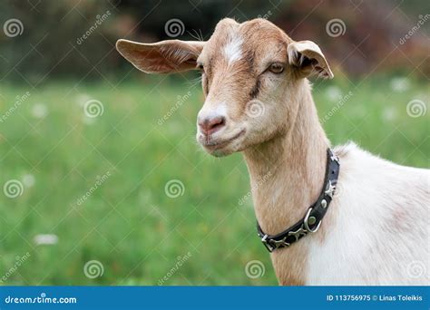 Young Anglo Nubian Goat Stock Image Image Of Ears Agriculture 113756975