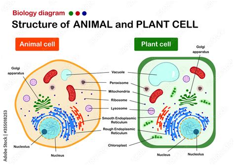 biology diagram show structure  animal  plant cell poszter vagy