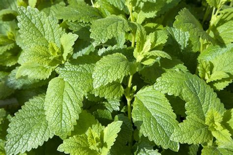 La planta de bálsamo de limón verde brillante deja melissa officinalis