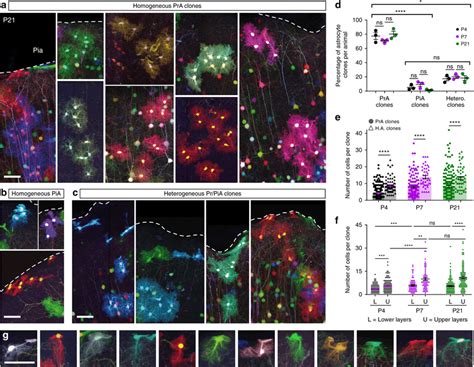 Individual Cortical Progenitors Can Generate Both Protoplasmic And Pial