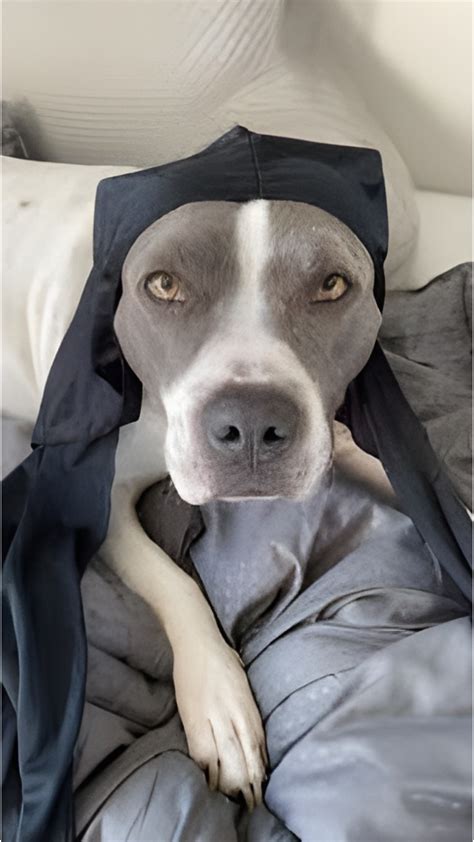 Dwif Dog Wif Durag