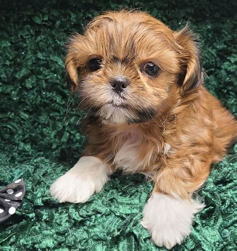 13 Things To Know About the Shih Tzu Pomeranian Mix