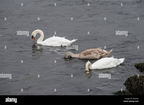 Cygnet swans hi-res stock photography and images - Alamy