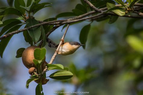 Ashy Prinia Wildlife Of Goodearth Malhar Bangalore Biodiversity All