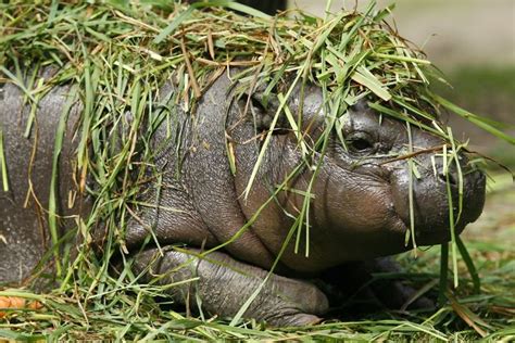 53 Baby Hippos That Will Make Everything Better Bored Panda