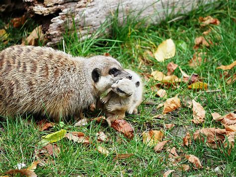 Überraschender zweiter Wurf im Zoo Hoyerswerda Landkreis Bautzen