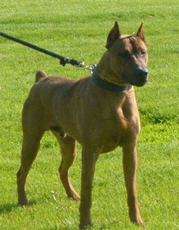 BOERBOEL | Doberman mix, Dog crossbreeds, Pitbull mix