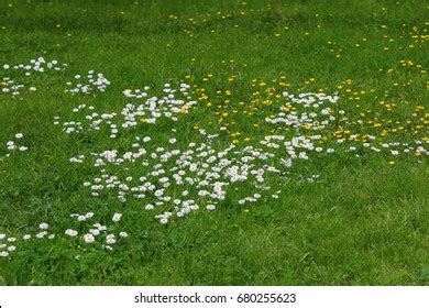 635,316 Lawn Flowers Images, Stock Photos & Vectors | Shutterstock