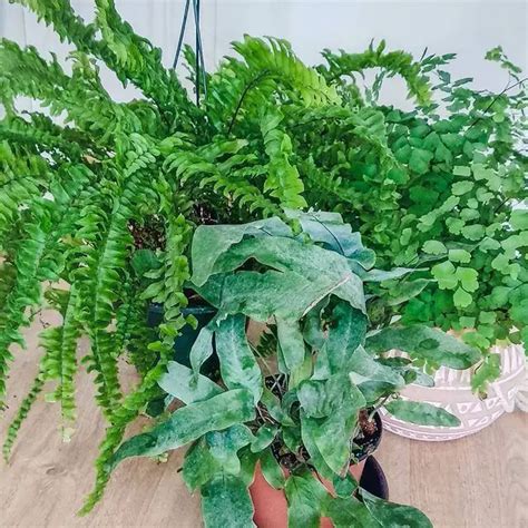 Types of Ferns: A Comprehensive Guide to Varieties and Care