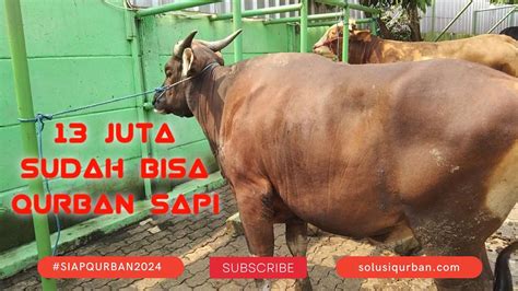 13 Juta Sudah Dapat Sapi Jumbo Siap Qurban 2024 Nusa Sentosa Farm