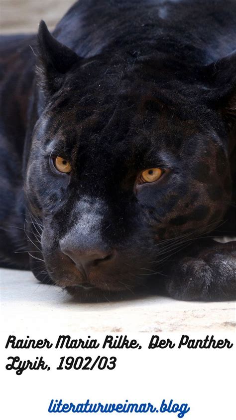 Der Panther | Panther, Rainer maria rilke, Animals