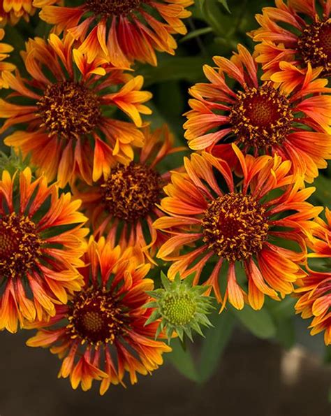 Spintop™ Mariachi Copper Sun Blanket Flower Jeffries Nurseries