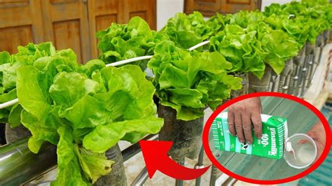 Turn Your Balcony Into A Fresh Vegetable Garden Providing Clean