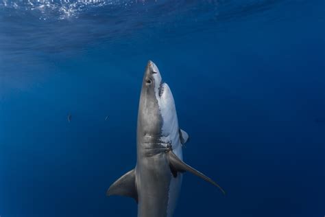 Sharks, Underwater world, HD Wallpaper | Rare Gallery