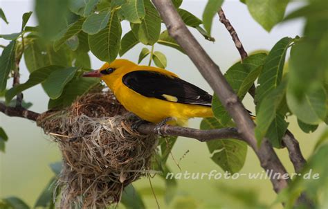 Vögel/Pirol (Oriolidae) – Naturfoto Willner