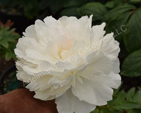 The Puffed Cotton Peony | Adelman Peony Gardens