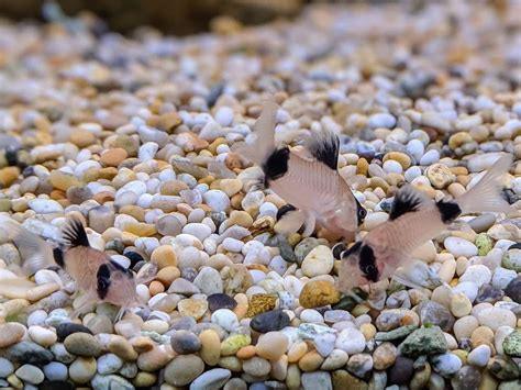 Panda Corydoras Sweet Knowle Aquatics Online Shop