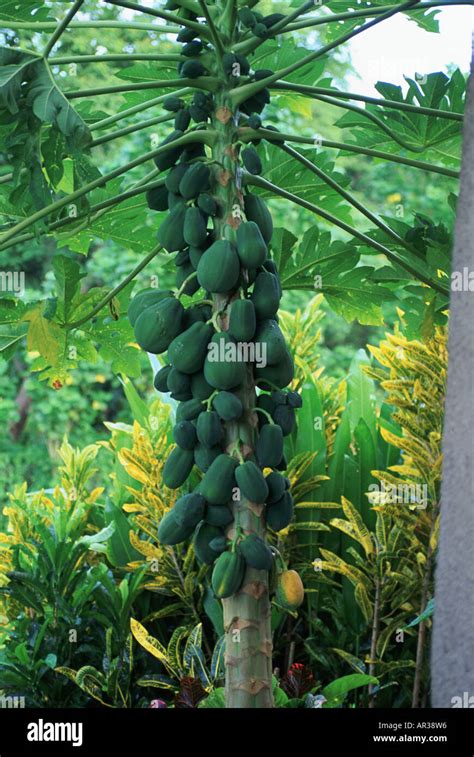 Papaya Tree Hawaii Hi Res Stock Photography And Images Alamy