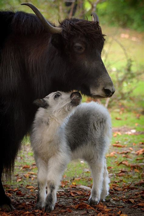 erstmals seit funf jahren im tierpark hellabrunn gibts wieder ein yak