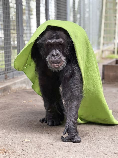 Where is Tonka From Chimp Crazy Now? Sanctuary Gives Update