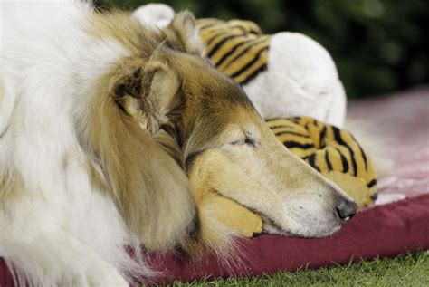 Texas A&M introduces new mascot, Reveille IX