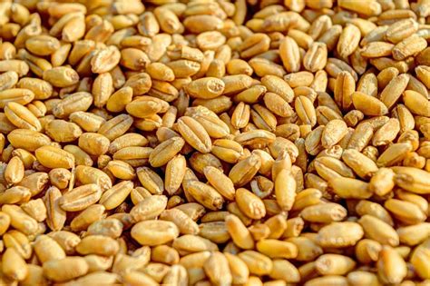 Weizen - Getreide voller Vitamine und Gluten