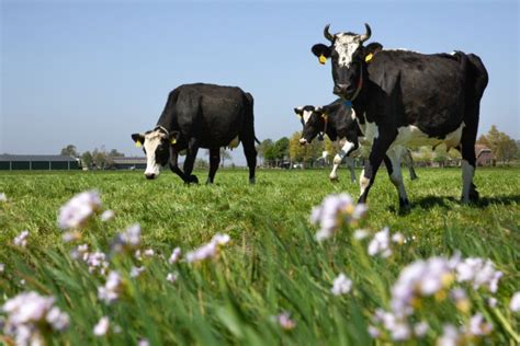 What Is Regenerative Agriculture In A Dutch Context The Returns