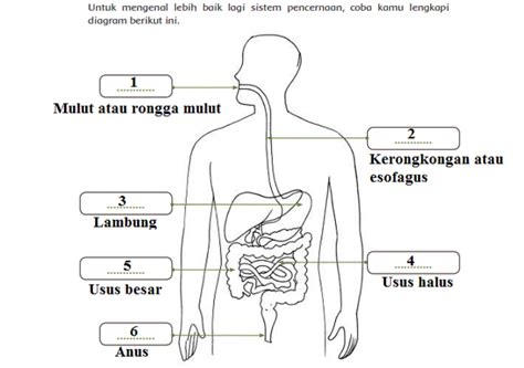 detail gambar  beri keterangan tentang saluran pencernaan makanan