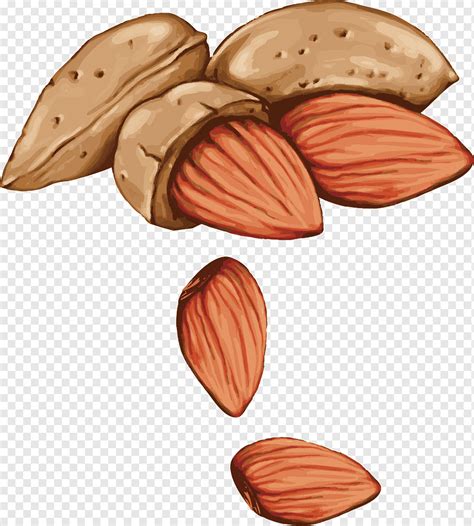 Almond Nuts Sketch Royalty Free Vector Image Vectorstock Off