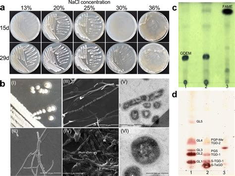 Characteristics Of Haloarchaeal Strain YIM 93972 A Salt Tolerance Of