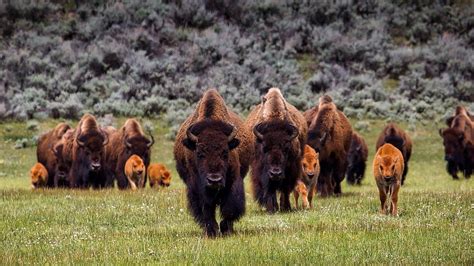 Facing The Storm Head On Like A Bison