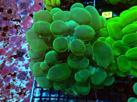 BUBBLE CORAL NEON GREEN For Sale (). TOP Care facts. Reefs4Less.com