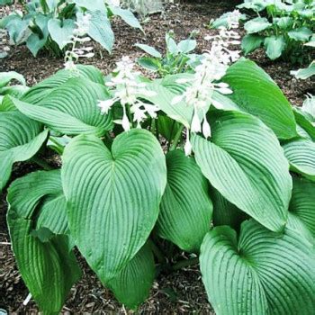 Саженцы (рассада) Клубники - купить в Москве от 240 руб. | Доставка почтой