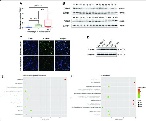 Cirbp Protein Is Upregulated In 57 8 Of 14 Bca Tissues And Bca Cell