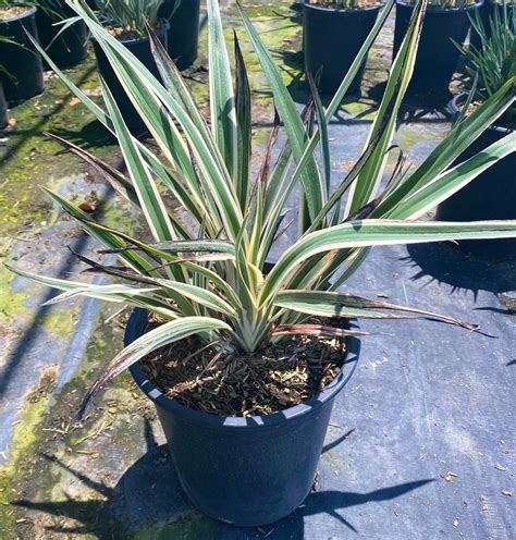 Variegated Flax Lily Dianella Tasmanica Variegata 5 Gallon Etsy