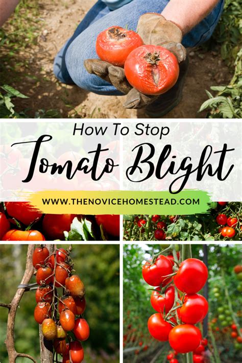 How to Prevent and Treat Tomato Blight - The Novice Homestead