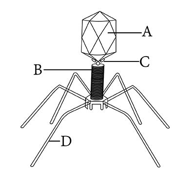 Bacteriophage Diagram