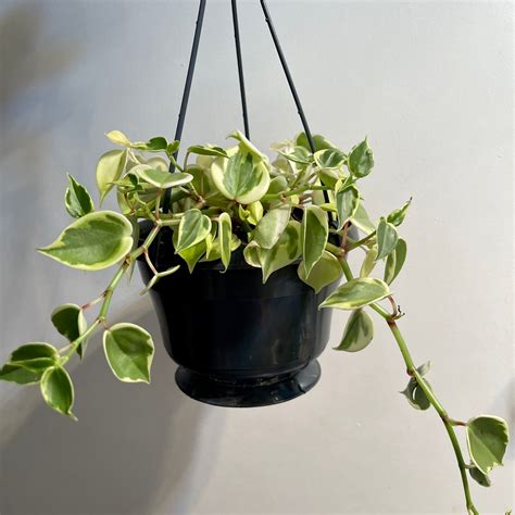 🌞 How Much Sunlight For Your Peperomia scandens 'Variegata'