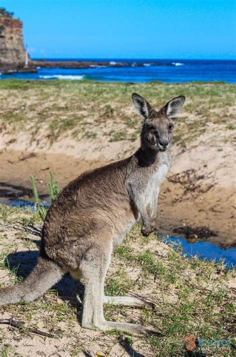 Where To See See Wild Kangaroos In Australia