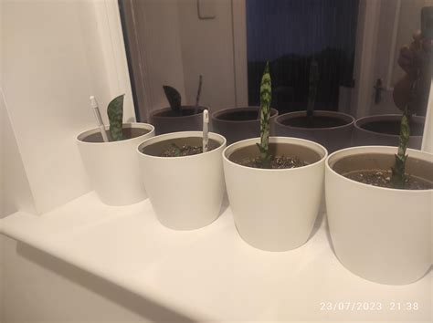 Watering snake plant pups : r/houseplants