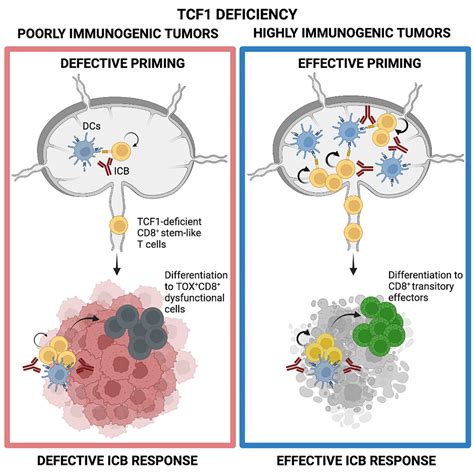 Tumor Immunogenicity Dictates Reliance On Tcf1 In Cd8 T Cells For Response To Immunotherapy