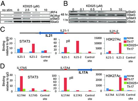 ROCK2 but not ROCK1 inhibition leads to down-regulation of STAT3 ... 