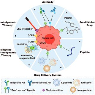 Strategies for strengthening macrophage-mediated phagocytosis based on ...